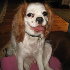 Cavalier king charles spaniel Perle R.I.P. 9. maj 2012