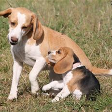 Beagle **Aiya**