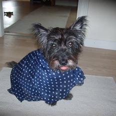 Cairn terrier Fie