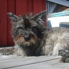 Cairn terrier Fie