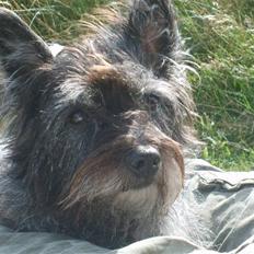 Cairn terrier Fie