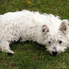 West highland white terrier Nanna