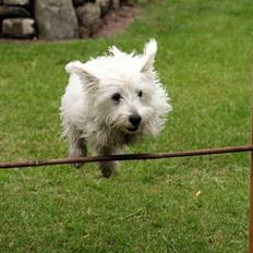 West highland white terrier Nanna