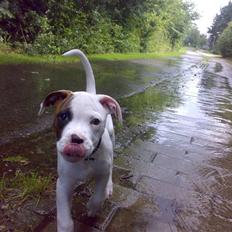 Amerikansk bulldog Zack