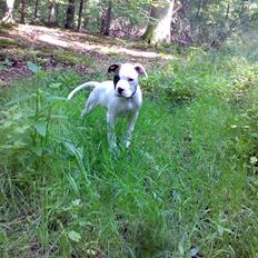 Amerikansk bulldog Zack