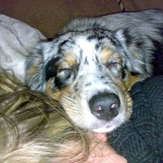 Australian shepherd Jersey