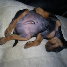 Dvaergpinscher Diego - R.I.P