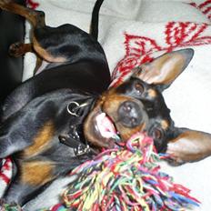 Dvaergpinscher Diego - R.I.P