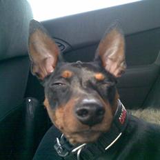 Dvaergpinscher Diego - R.I.P