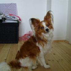 Papillon Tjalfe