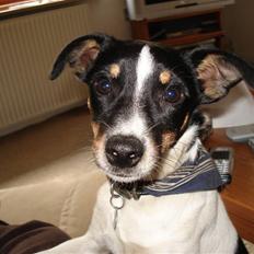 Dansk svensk gaardhund Snoopy os kaldet Numse