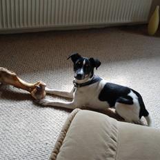 Dansk svensk gaardhund Snoopy os kaldet Numse