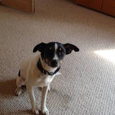 Dansk svensk gaardhund Snoopy os kaldet Numse