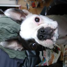 Boston terrier Ozzy