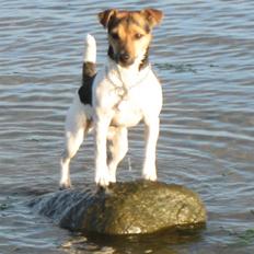 Jack russell terrier Tikki
