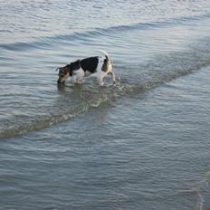 Jack russell terrier Tikki