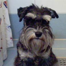 Dvaergschnauzer Kivi