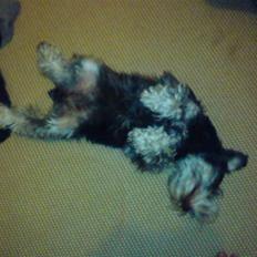 Dvaergschnauzer Kivi