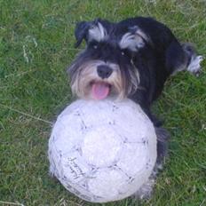 Dvaergschnauzer Kivi