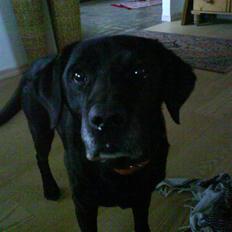 Labrador retriever sif (Død) :/  Savnet. 