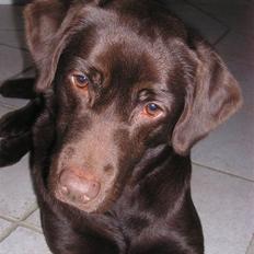 Labrador retriever freja