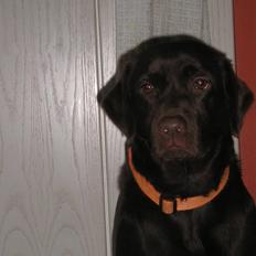 Labrador retriever freja