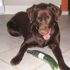 Labrador retriever freja