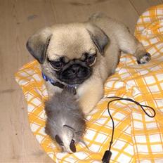 Mops sif