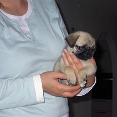 Mops sif