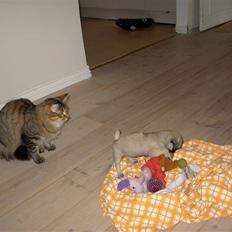 Mops sif