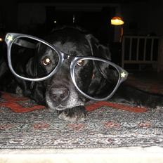 Labrador retriever sif (Død) :/  Savnet. 