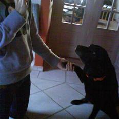 Labrador retriever sif (Død) :/  Savnet. 