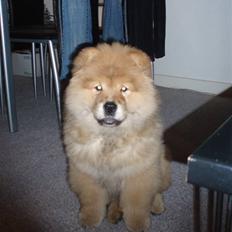 Chow chow Nika