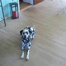 Dalmatiner Sara R.I.P.