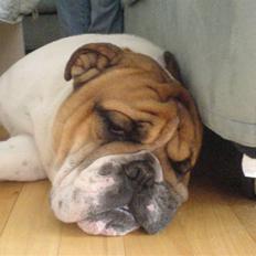 Engelsk bulldog ICEMAN