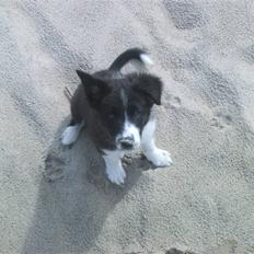 Blanding af racer Tika