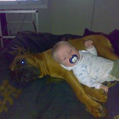 Boxer JUNIOR