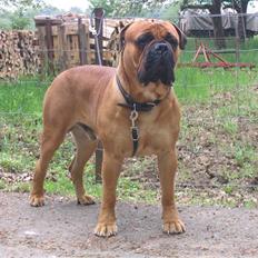 Bullmastiff Zakaa