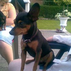 Prazsky krysarik Speedy