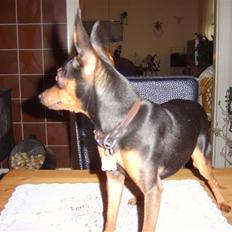 Prazsky krysarik Speedy