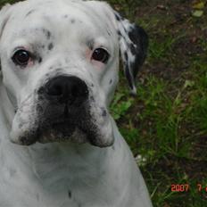 Blanding af racer Teo