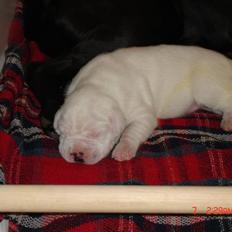 Blanding af racer Teo