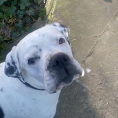 Blanding af racer Teo