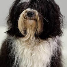 Tibetansk terrier Ömsikka's Astor af Ricko