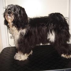 Tibetansk terrier Ömsikka's Astor af Ricko