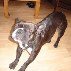 Fransk bulldog Buller