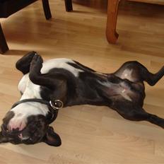 Fransk bulldog Buller