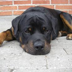 Rottweiler BOSCO