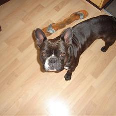 Fransk bulldog Buller
