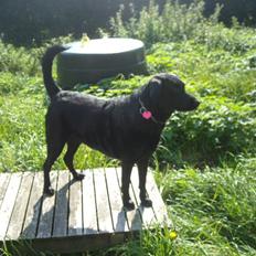 Labrador retriever /blanding Rie<3